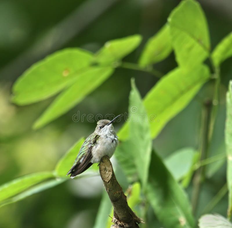 colibri Rubis-throated (colubris d'Archilochus) image stock colibri Rubis-throated (colubris d'Archilochus) image stock