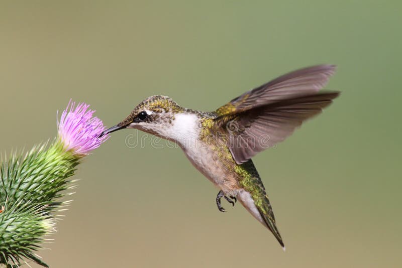 Juvenile Ruby-throated Hummingbird (archilochus colubris) in flight with a thistle flower and a green background. Juvenile Ruby-throated Hummingbird (archilochus colubris) in flight with a thistle flower and a green background