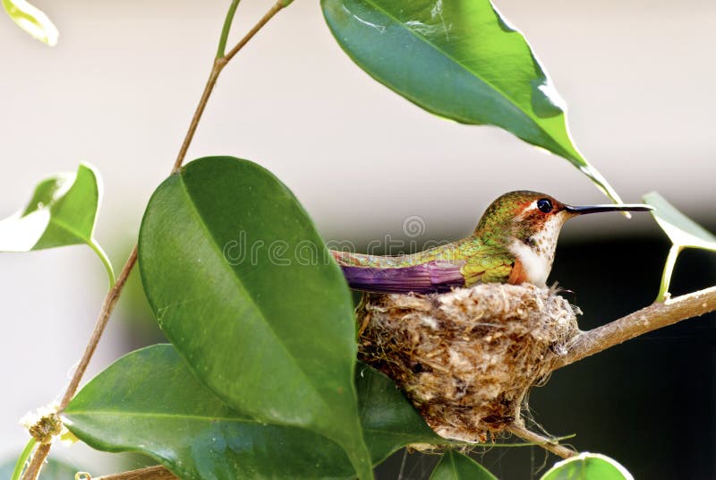 Rufous hummiingbird nesting in a ficus tree, in a backyard in Orange, CA USA. Rufous hummiingbird nesting in a ficus tree, in a backyard in Orange, CA USA