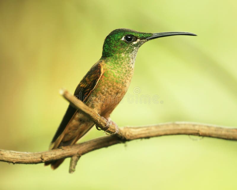 Colibri (Fawn-breasted Brilliant) on a twig. Colibri (Fawn-breasted Brilliant) on a twig