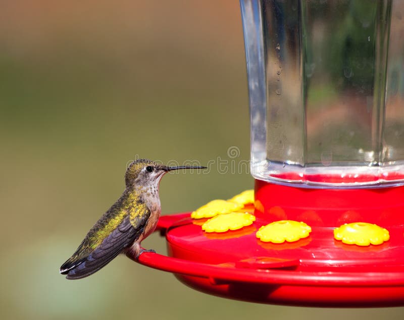 Colibri sur un câble d'alimentation images libres de droits Colibri sur un câble d'alimentation images libres de droits