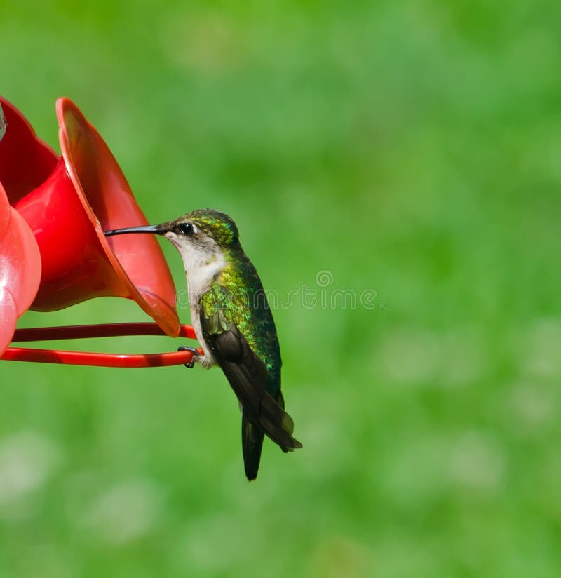 Colibri throated rouge femelle image stock Colibri throated rouge femelle image stock