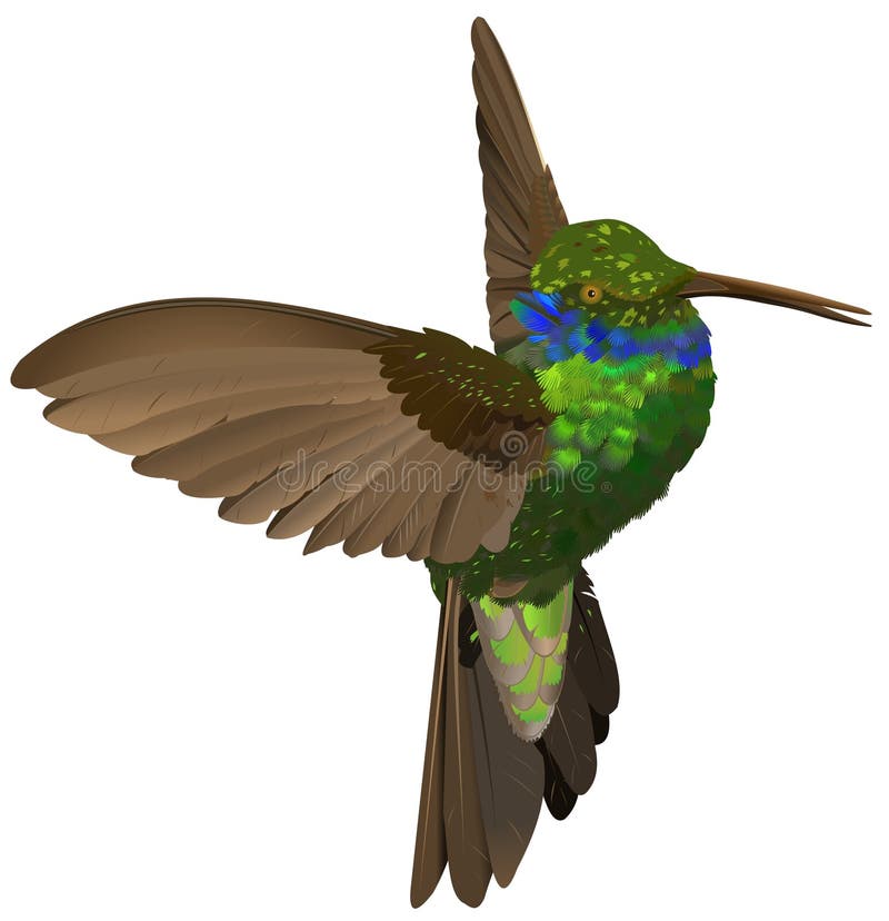 Colibrì illustrazione vettoriale Colibrì illustrazione vettoriale