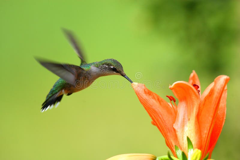 Colibrì Colibrì
