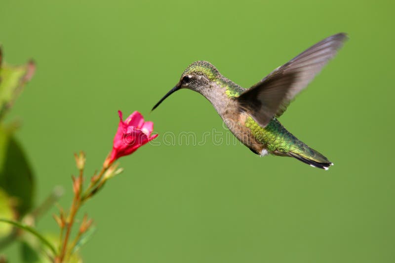 Colibrì immagini stock