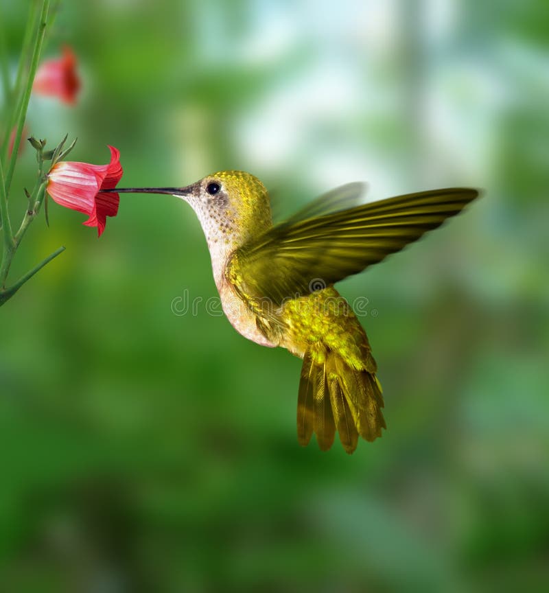 Colibrì fotografia stock