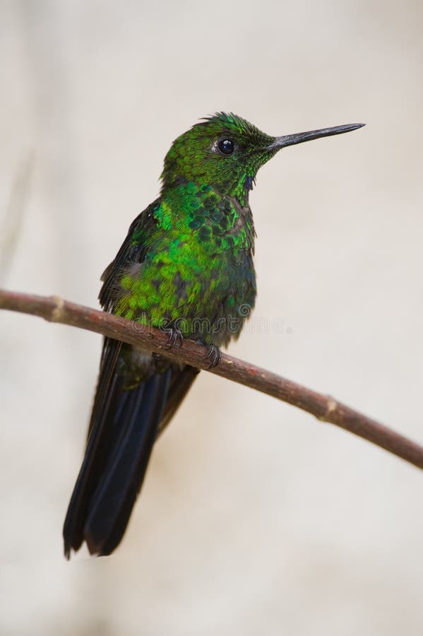 Hummingbird from Costa Rica, Green-crowned Brilliant (Helidoxa jacula). Hummingbird from Costa Rica, Green-crowned Brilliant (Helidoxa jacula)