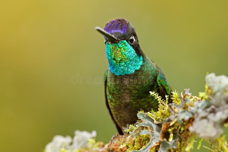 Colibrì magnifico, fulgens di Eugenes, uccello piacevole sul ramo del muschio Scena della fauna selvatica dalla natura Alberi del fotografia stock libera da diritti