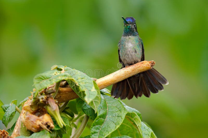 Colibrì magnifico, fulgens di Eugenes, uccello piacevole sul ramo del muschio Scena della fauna selvatica dalla natura Alberi del fotografia stock