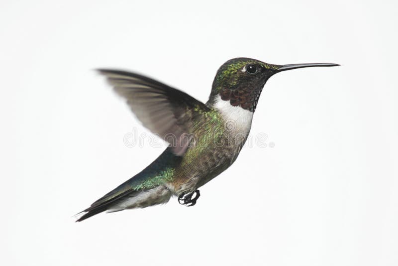 Colibrì Rubino-throated isolato fotografia stock Colibrì Rubino-throated isolato fotografia stock