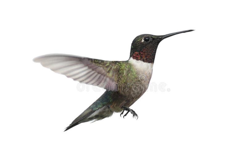 Colibrì Rubino-throated isolato fotografia stock Colibrì Rubino-throated isolato fotografia stock