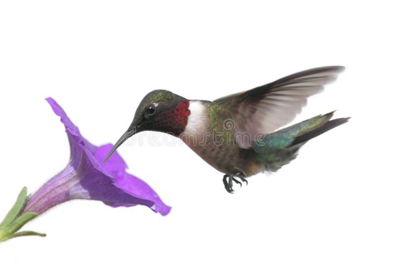 Colibrì Rubino-throated isolato fotografia stock libera da diritti Colibrì Rubino-throated isolato fotografia stock libera da diritti