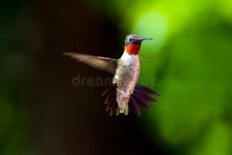Colibrì Throated vermiglio immagini stock Colibrì Throated vermiglio immagini stock