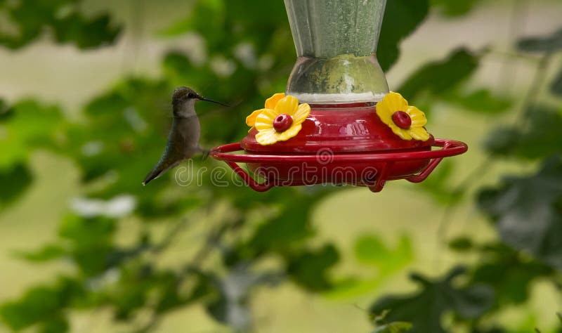Colibrì throated vermiglio femminile immagini stock Colibrì throated vermiglio femminile immagini stock