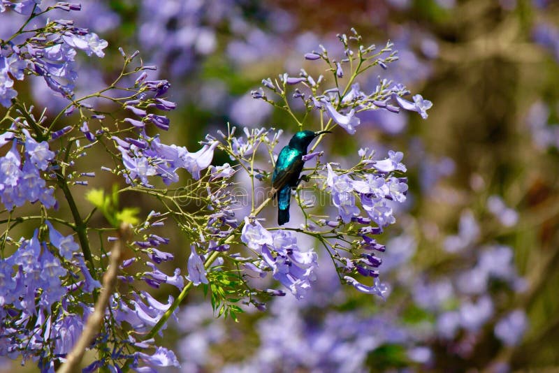 Colibrì verde e nero fotografia stock Colibrì verde e nero fotografia stock