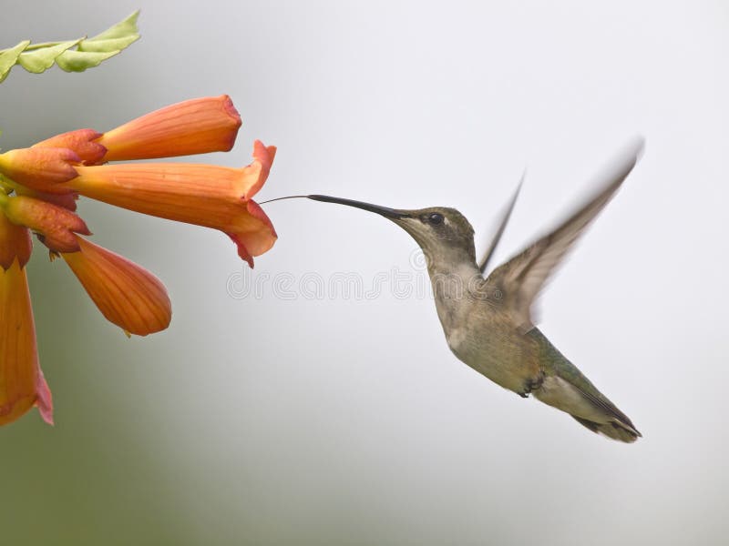 Colibrí foto de archivo libre de regalías Colibrí foto de archivo libre de regalías