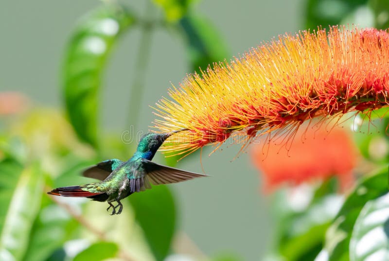 Colibrí brillante alimentándose de una flor colorida en un jardín tropical a la luz del sol. imágenes de archivo libres de regalías