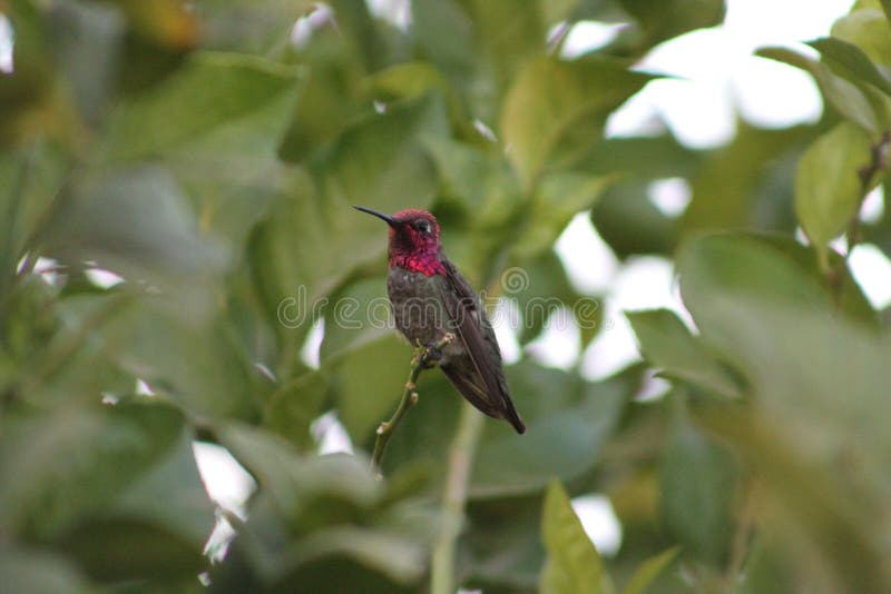 Download Colibrí de Ana foto de archivo. Imagen de limón, perched - 44857864