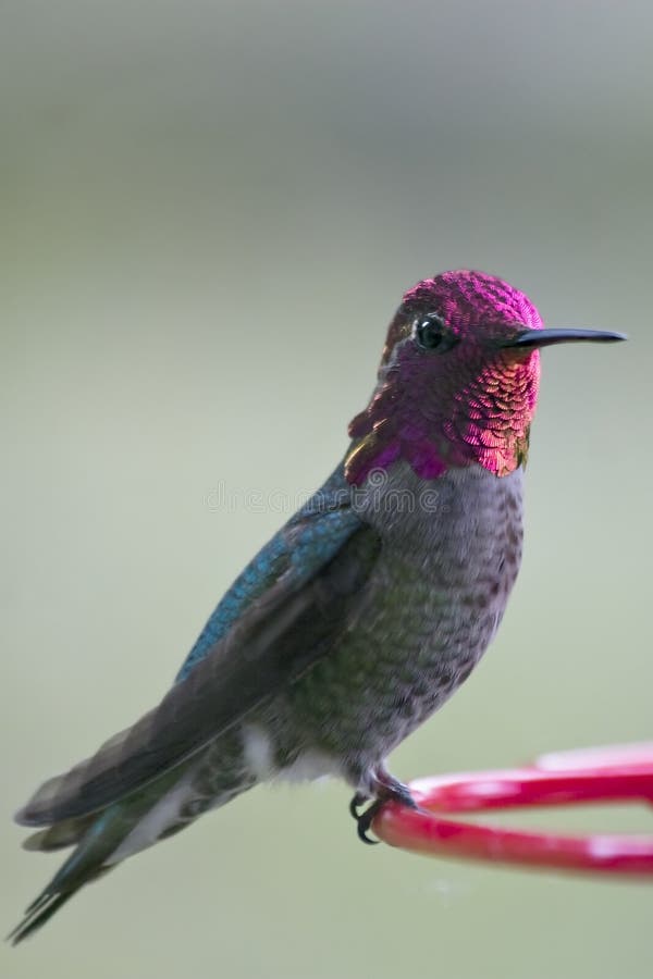 This is an image of an adult male Anna's hummingbird perched on a feeder. Although tiny, these birds travel at high speeds and are very aggressive and territorial. This is an image of an adult male Anna's hummingbird perched on a feeder. Although tiny, these birds travel at high speeds and are very aggressive and territorial.