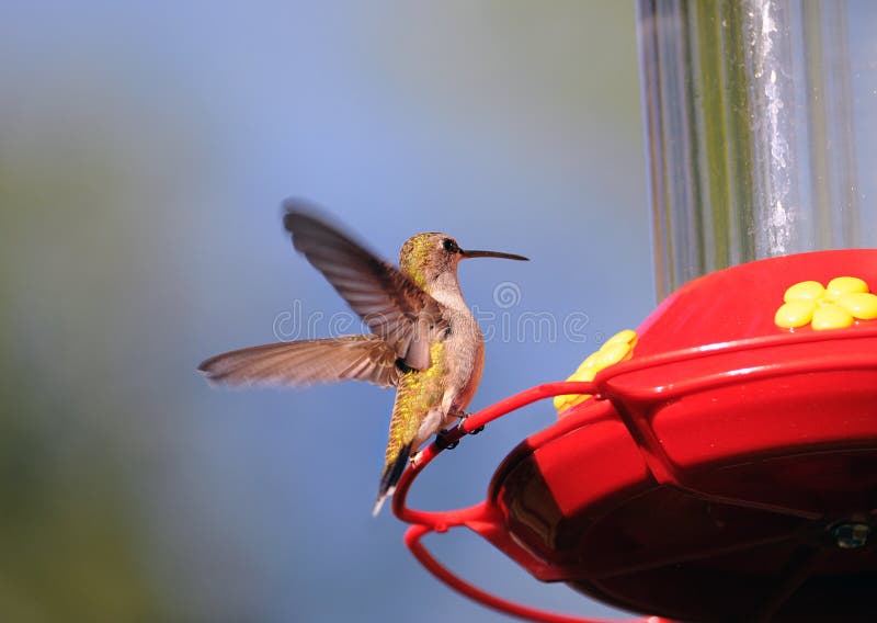 Colibrí en el alimentador imágenes de archivo libres de regalías Colibrí en el alimentador imágenes de archivo libres de regalías