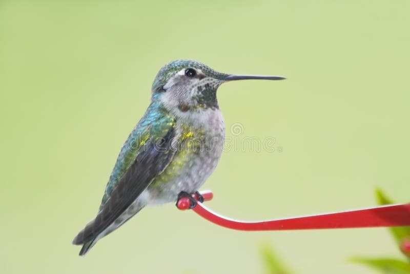 This is an image of a mature female Anna's Hummingbird perched on a feeder. Although tiny, these birds travel at high speeds and are quite aggressive and territorial, particularly with respect to favourite food sources. This is an image of a mature female Anna's Hummingbird perched on a feeder. Although tiny, these birds travel at high speeds and are quite aggressive and territorial, particularly with respect to favourite food sources.