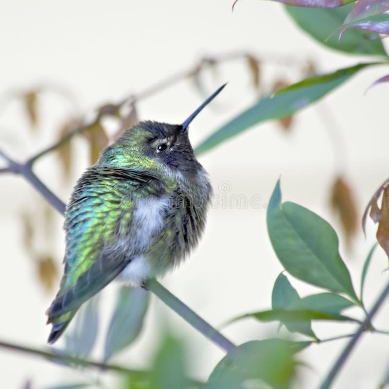 This is an image of a young male Anna's Hummingbird. Although tiny, these birds travel at high speeds and are quite aggresssive and territorial, particularly with respect to food sources. This little fellow is sitting in a bush during a very cold spell guarding his favourite feeder full of nectar. This is an image of a young male Anna's Hummingbird. Although tiny, these birds travel at high speeds and are quite aggresssive and territorial, particularly with respect to food sources. This little fellow is sitting in a bush during a very cold spell guarding his favourite feeder full of nectar.