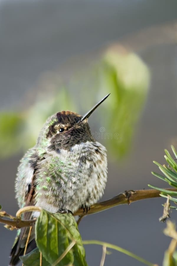 This is an image of a juvenile male Anna's Hummingbird taken during the winter in Victoria where these birds live year round due to the relatively mild climate. Although tiny, these birds travel at high speeds and are quite aggressive and territorial, particularly with respect to food sources. This is an image of a juvenile male Anna's Hummingbird taken during the winter in Victoria where these birds live year round due to the relatively mild climate. Although tiny, these birds travel at high speeds and are quite aggressive and territorial, particularly with respect to food sources.