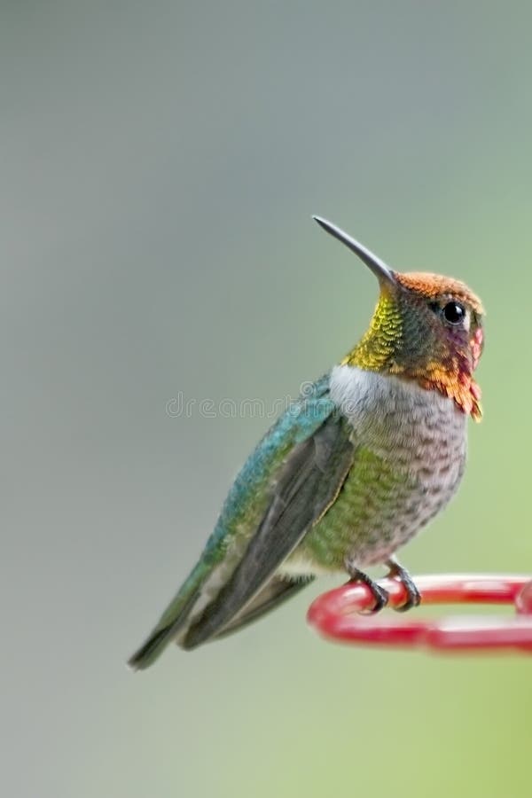 This is an image of a male Anna's Hummingbird perched on a feeder. Although tiny, these birds travel at high speeds and are quite aggressive and territorial, particularly with respect to food sources. This is an image of a male Anna's Hummingbird perched on a feeder. Although tiny, these birds travel at high speeds and are quite aggressive and territorial, particularly with respect to food sources.