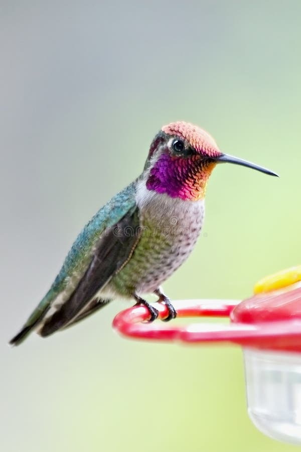 This is an image of a mature male Anna's Hummingbird perched on a feeder. Although tiny, these birds travel at high speeds and are quite aggressive and territorial, particularly with respect to food sources. This is an image of a mature male Anna's Hummingbird perched on a feeder. Although tiny, these birds travel at high speeds and are quite aggressive and territorial, particularly with respect to food sources.