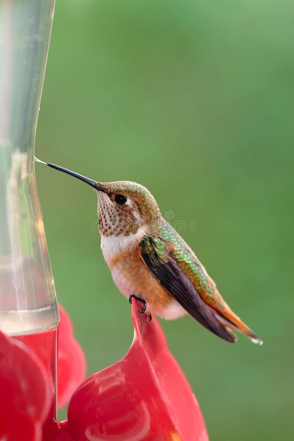 This is an image of thirsty little Rufous Hummingbird licking the condensation off of the side of a glass feeder. Although tiny, these birds travel at high speeds and are very territorial and protective, particularly with respect to favourite food sources. This is an image of thirsty little Rufous Hummingbird licking the condensation off of the side of a glass feeder. Although tiny, these birds travel at high speeds and are very territorial and protective, particularly with respect to favourite food sources.