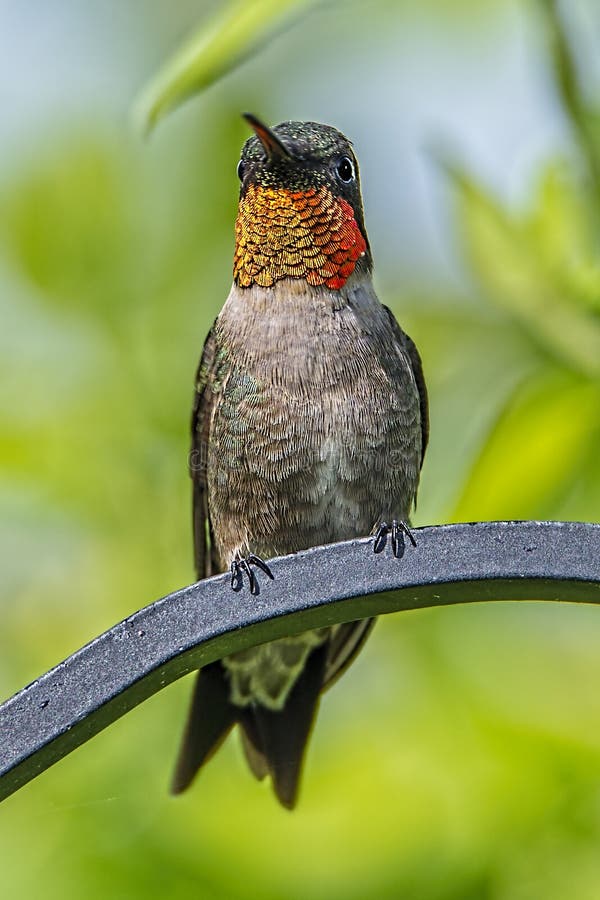 Colibrí Throated de rubíes foto de archivo libre de regalías Colibrí Throated de rubíes foto de archivo libre de regalías