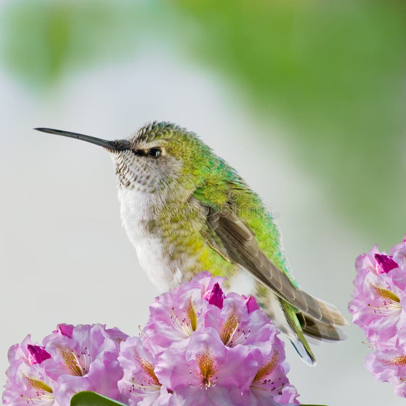 This is an image of a young female Anna's Hummingbird perched on some pink flowers. Although tiny, these birds travel at high speeds and are quite aggressive and territorial, particularly with respect to favourite food sources. This is an image of a young female Anna's Hummingbird perched on some pink flowers. Although tiny, these birds travel at high speeds and are quite aggressive and territorial, particularly with respect to favourite food sources.