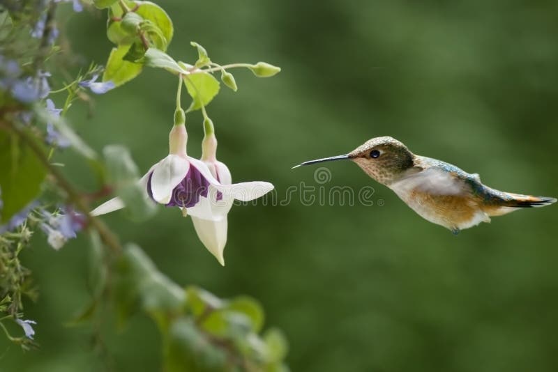 This is an image of a mature female Rufous Hummingbird approaching white fushia flowers growing in a hanging basket. Although tiny, these birds travel at high speeds and are very aggressive and territorial, particularly with respect to food sources. This is an image of a mature female Rufous Hummingbird approaching white fushia flowers growing in a hanging basket. Although tiny, these birds travel at high speeds and are very aggressive and territorial, particularly with respect to food sources.