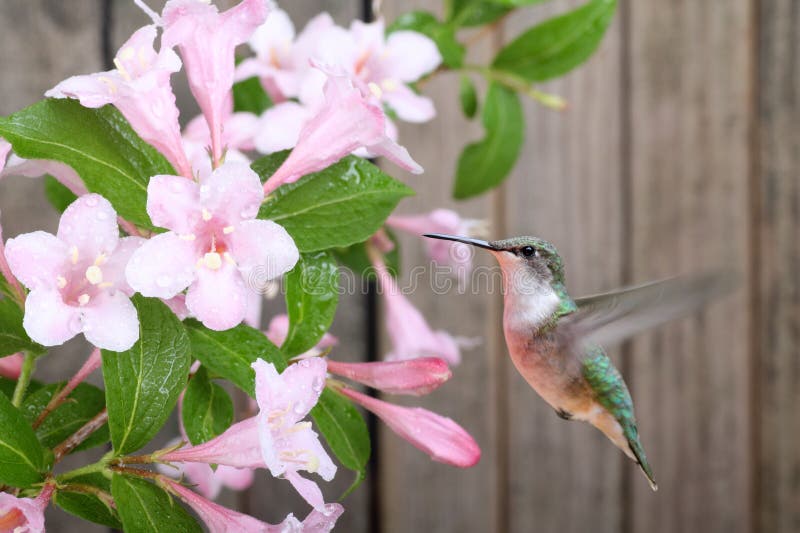 Colibrí y madreselva imágenes de archivo libres de regalías Colibrí y madreselva imágenes de archivo libres de regalías