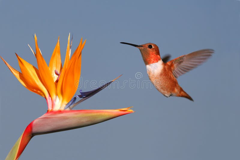Colibrí y pájaro del paraíso rufos fotografía de archivo libre de regalías Colibrí y pájaro del paraíso rufos fotografía de archivo libre de regalías
