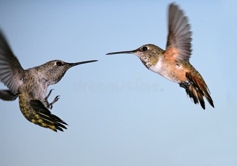 Two territorial hummingbirds protecting their food source. Two territorial hummingbirds protecting their food source