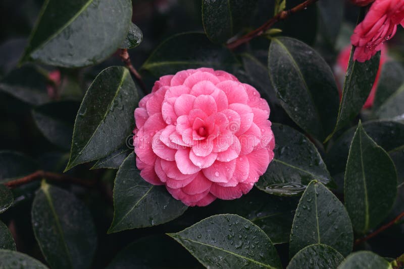 Colina Rosa-belo, Flor Cheia De Camellia Japonica Forma Rosa. Folhas Verdes  Escuras Com Gotas De Orvalho D'água Imagem de Stock - Imagem de fresco,  gota: 174245615