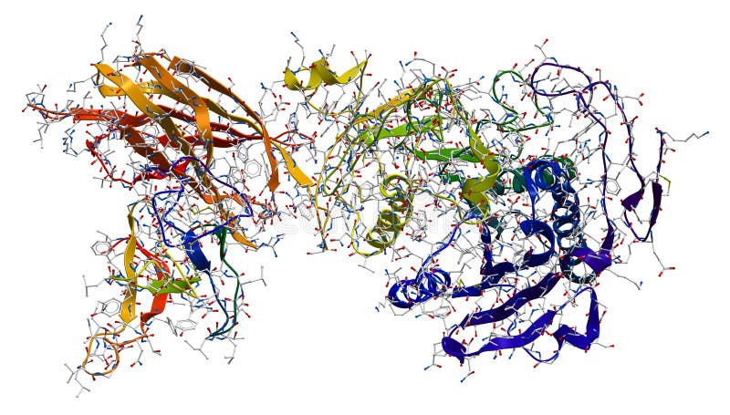 colipase powikłana enzymu lipaza trzustkowa ilustracja wektor colipase powikłana enzymu lipaza trzustkowa ilustracja wektor
