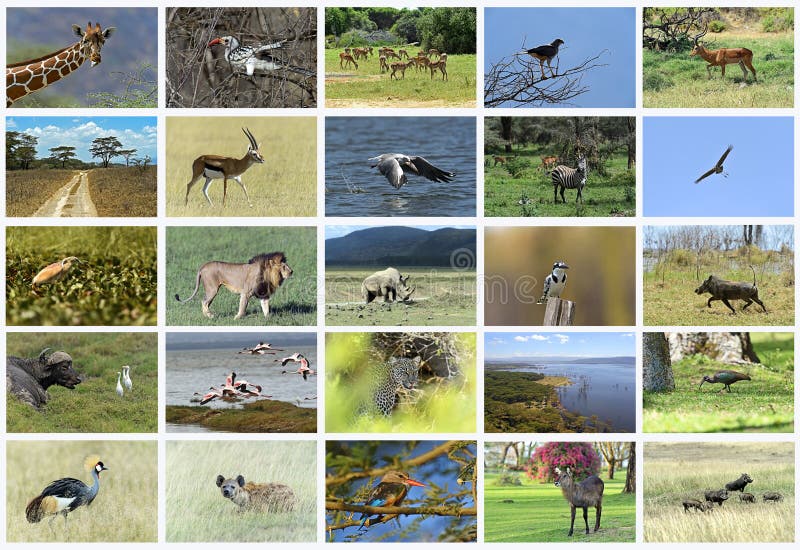 Collage of African animals stock image. Image of safari - 76624691