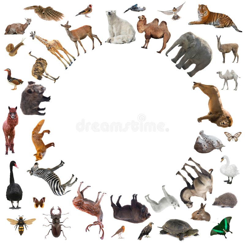 3,468 Collage Animals Stock Photos - Free & Royalty-Free Stock Photos from Dreamstime 3,468 Collage Animals Stock Photos - Free & Royalty-Free Stock Photos from Dreamstime