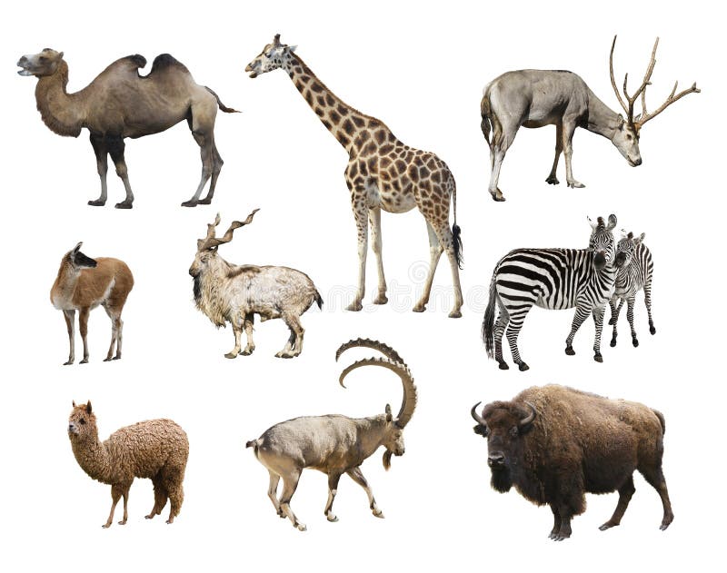 A collage of animals mammals artiodactyla