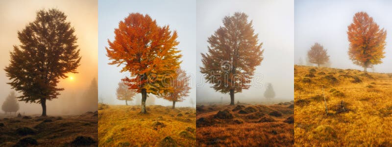 Collage Of Autumn Backgrounds stock photo