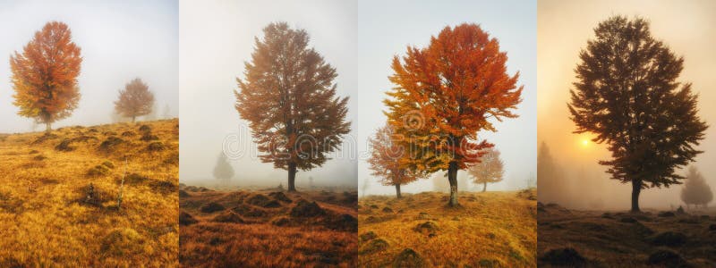 Collage Of Autumn Backgrounds royalty free stock photo
