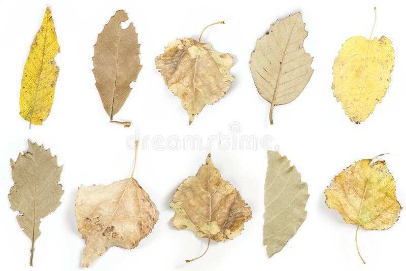 Collage. autumn dry leaves on white isolated background royalty free stock photos