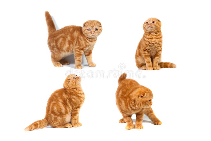 Collage av marmor för skotskt veck för foto katt- röd på kräm royaltyfri bild Collage av marmor för skotskt veck för foto katt- röd på kräm royaltyfri bild