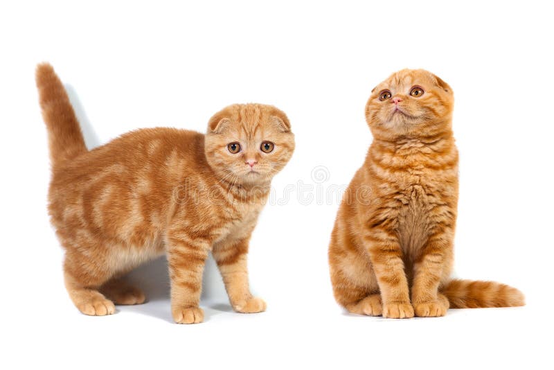 Collage av marmor för skotskt veck för foto katt- röd på kräm royaltyfri fotografi Collage av marmor för skotskt veck för foto katt- röd på kräm royaltyfri fotografi