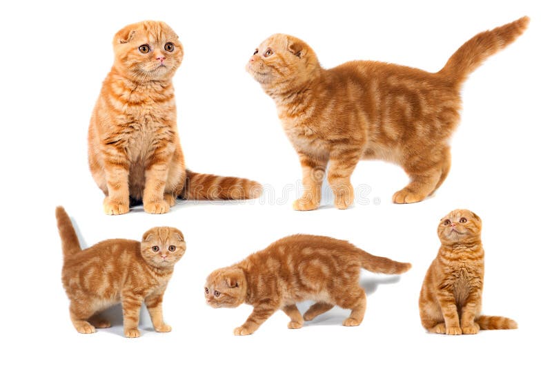 Collage av marmor för skotskt veck för foto katt- röd på kräm royaltyfria foton Collage av marmor för skotskt veck för foto katt- röd på kräm royaltyfria foton