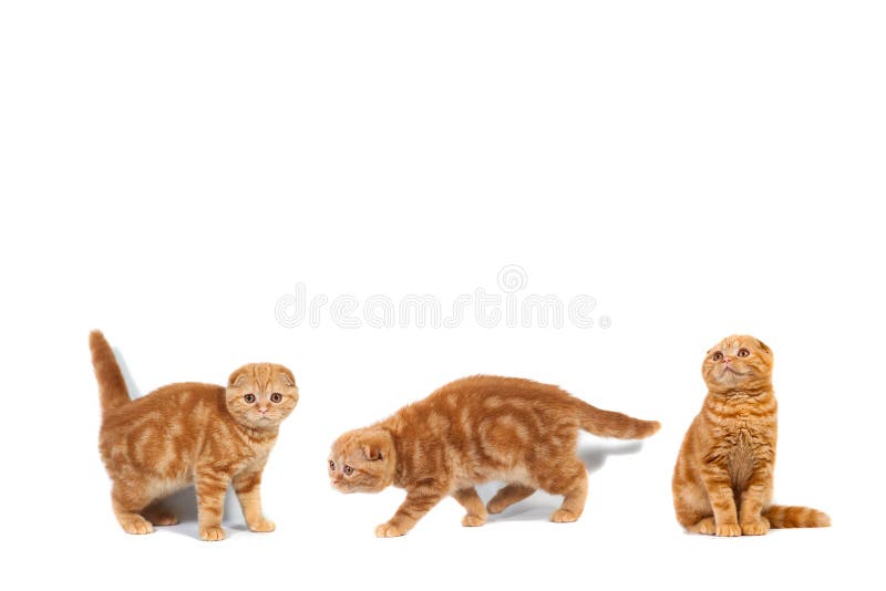 Collage av marmor för skotskt veck för foto katt- röd på kräm royaltyfri bild Collage av marmor för skotskt veck för foto katt- röd på kräm royaltyfri bild