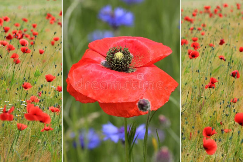 Collage av röda vallmo i fältet och en vallmoblomma fotografering för bildbyråer Collage av röda vallmo i fältet och en vallmoblomma fotografering för bildbyråer