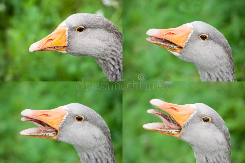 Collage av sikten för sida för profil för gåshuvudcloseup med den öppna näbb arkivbilder Collage av sikten för sida för profil för gåshuvudcloseup med den öppna näbb arkivbilder